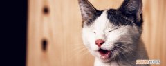 把猫养在外面怎么过冬 猫冬天放放外边怎么养,猫咪冬天放外面怎么养,冬天猫放外面怎么养