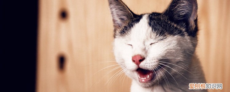 把猫养在外面怎么过冬 猫冬天放放外边怎么养,猫咪冬天放外面怎么养,冬天猫放外面怎么养