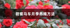 甜蜜马车月季优缺点月季 甜蜜马车月季养殖方法