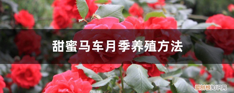 甜蜜马车月季优缺点月季 甜蜜马车月季养殖方法