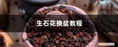 生石花 换盆 生石花换盆教程