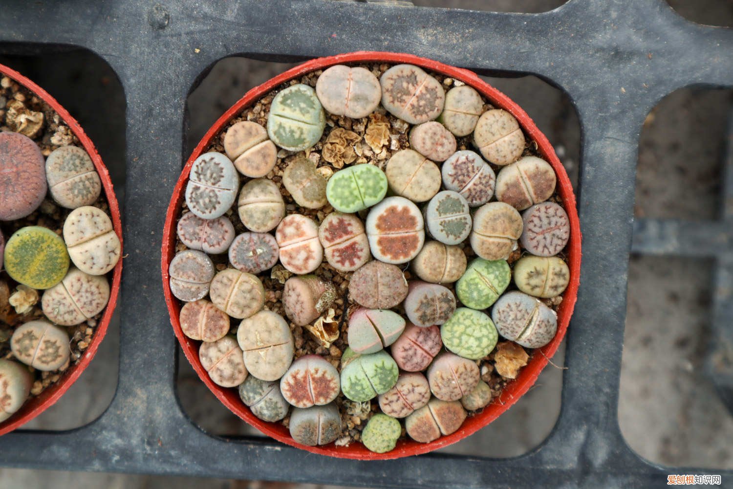 生石花 换盆 生石花换盆教程