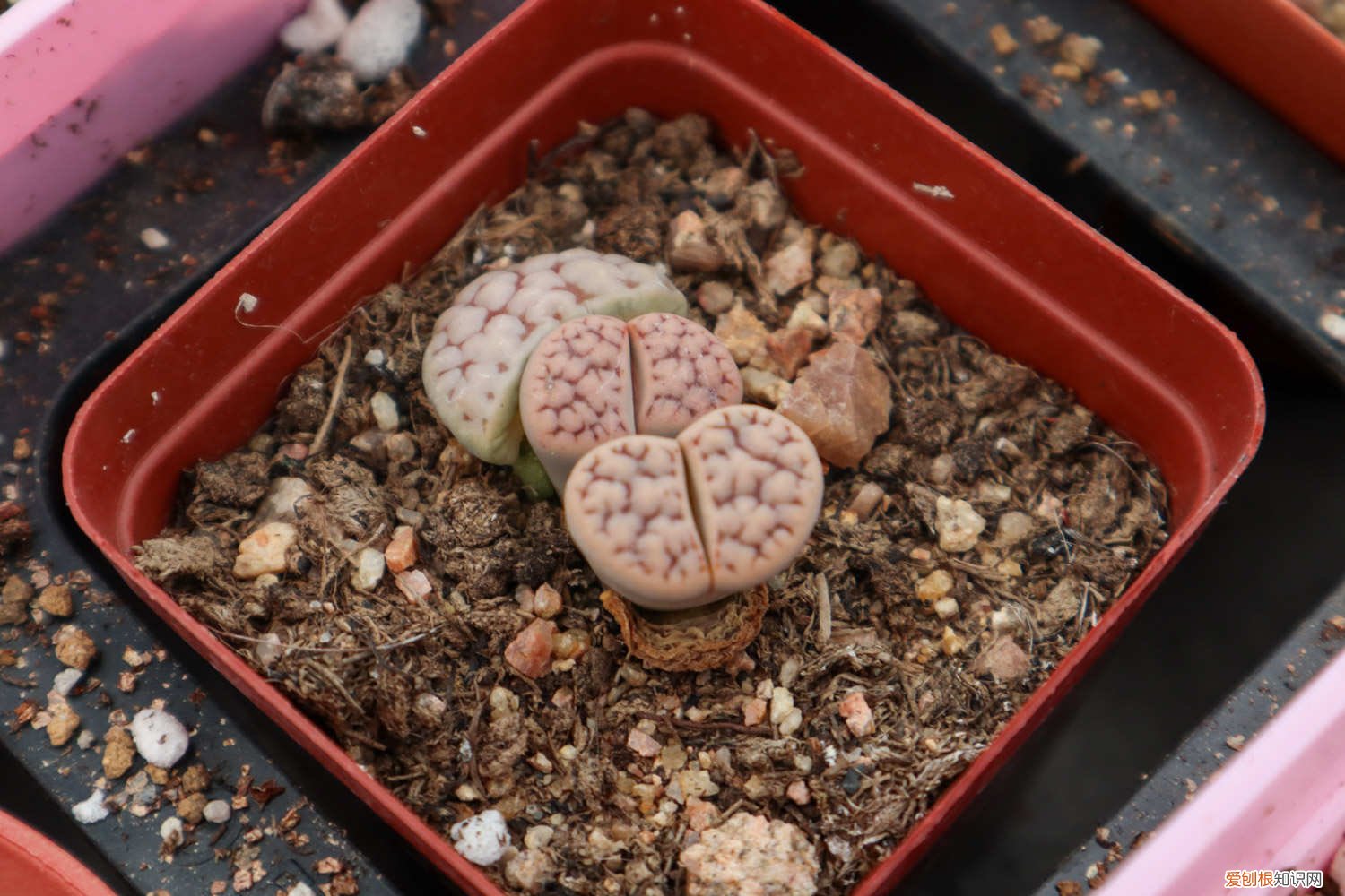 生石花 换盆 生石花换盆教程