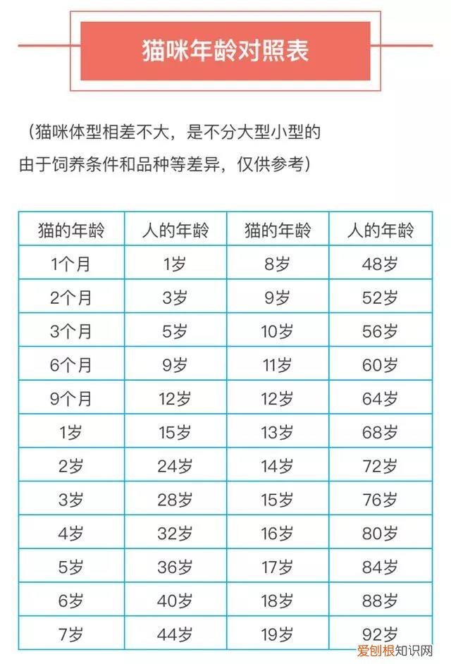 一只猫能活多少年? 猫可以活多少年,一只猫可以活多少年,猫咪可以活多少年