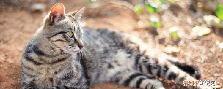 一只猫能活多少年? 猫可以活多少年,一只猫可以活多少年,猫咪可以活多少年