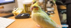 玄风怎么养 玄凤鹦鹉怎么养