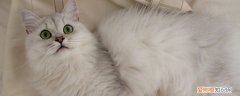 猫咪多大可以生小猫咪 猫多大可以生小猫,猫一般多大可以生小猫,猫多大的时候可以生小猫