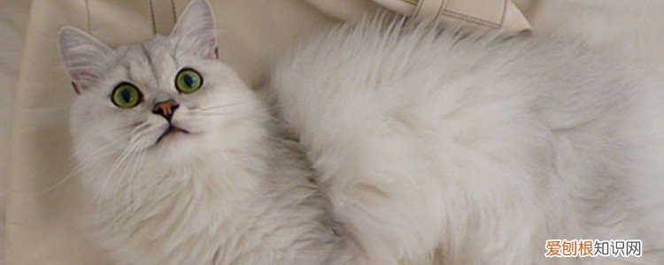 猫咪多大可以生小猫咪 猫多大可以生小猫,猫一般多大可以生小猫,猫多大的时候可以生小猫