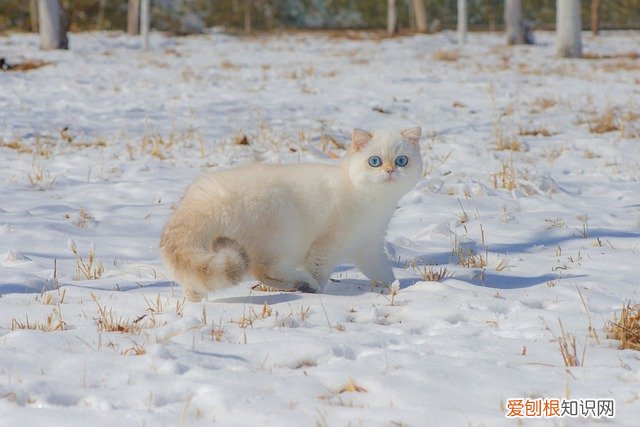 猫睡觉时间越来越长 猫冬天睡觉时间会变长吗