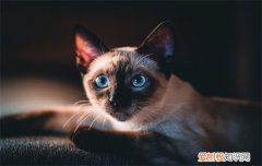 猫可以吃螃蟹吗不会卡喉咙吗 猫可以吃螃蟹吗