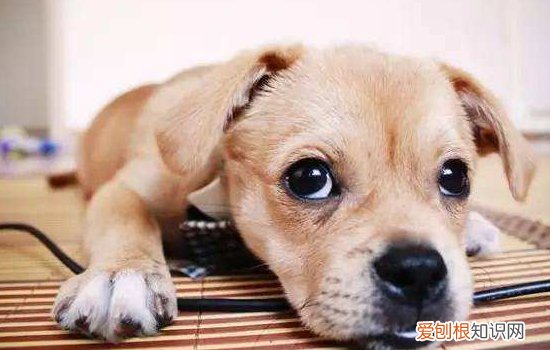 犬窝咳症状 冬季狗狗易发犬窝咳!