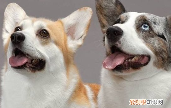 狗狗冠状病毒会引起肺炎 冠状病毒肺炎这两天刷屏了，铲屎官不妨了解狗冠状病毒