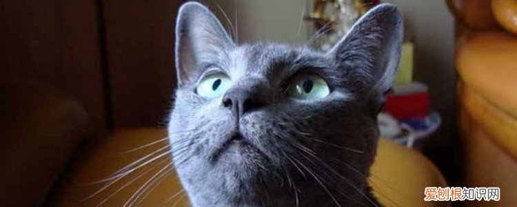 上火车可以带猫嘛 火车可以带猫吗,火车可以带猫咪吗,上火车可以带猫吗