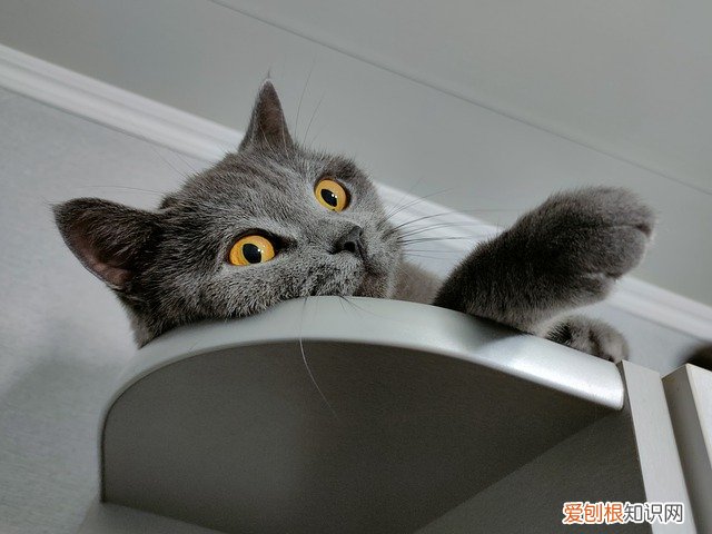 猫冬天更喜欢睡觉吗 猫冬天爱睡觉吗