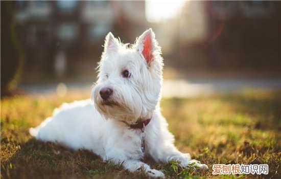 狗狗急性胰腺炎症状 胰腺炎可千万别耽误哦！