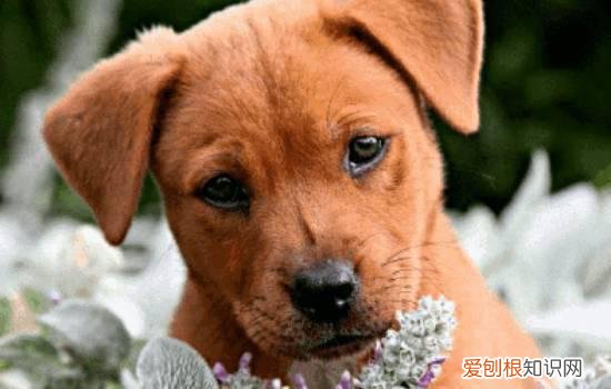 狗狗胃扭转的症状 一定要照顾好狗狗哦!
