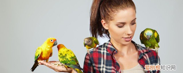 吸蜜鹦鹉怎么养 养吸蜜鹦鹉方法