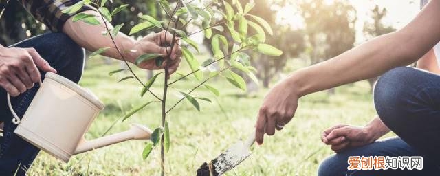 绿宝石怎么养 绿宝石的养殖方法