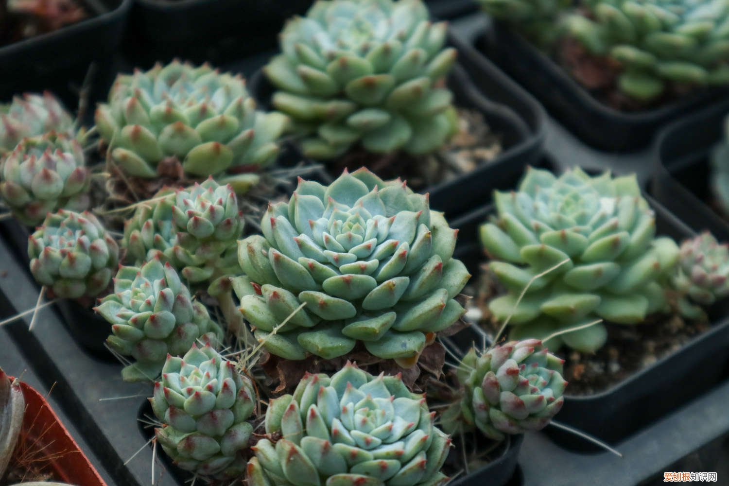 蒂亚多肉怎么才能变红色呢 蒂亚多肉怎么才能变红