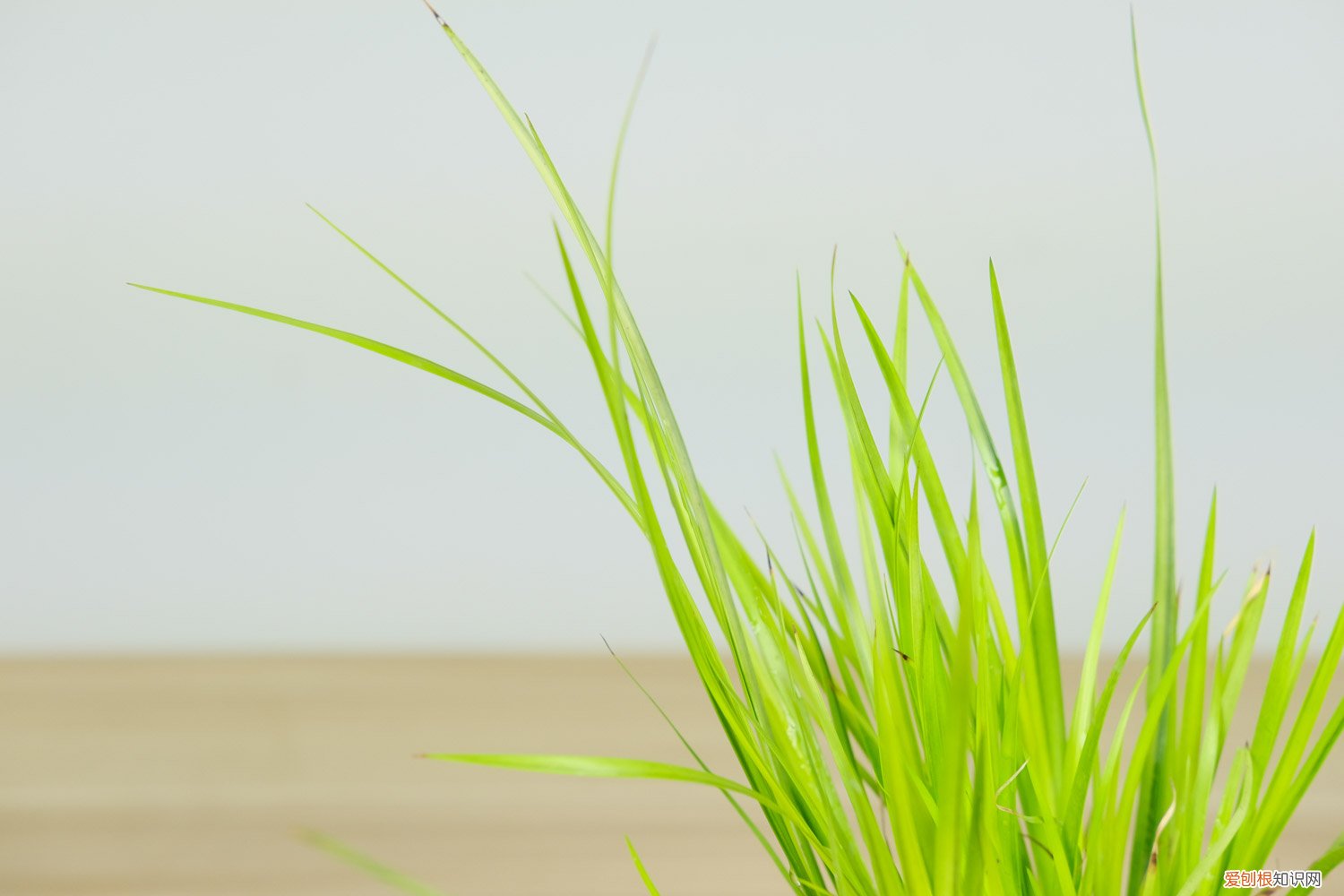 昌蒲草盆景怎么培养视频 昌蒲草盆景怎么培养