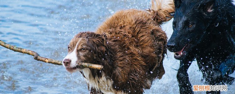 冬季狗狗容易得的疾病 都有些什么症状?