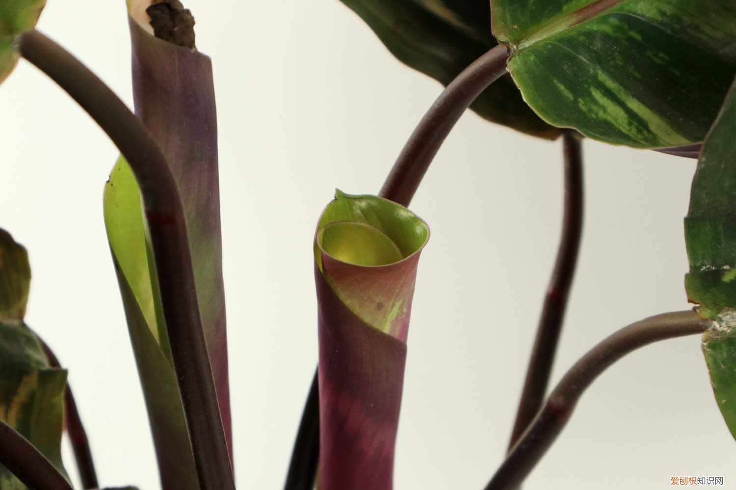 叶婵竹芋的养殖方法和注意事项 叶蝉竹芋怎么养