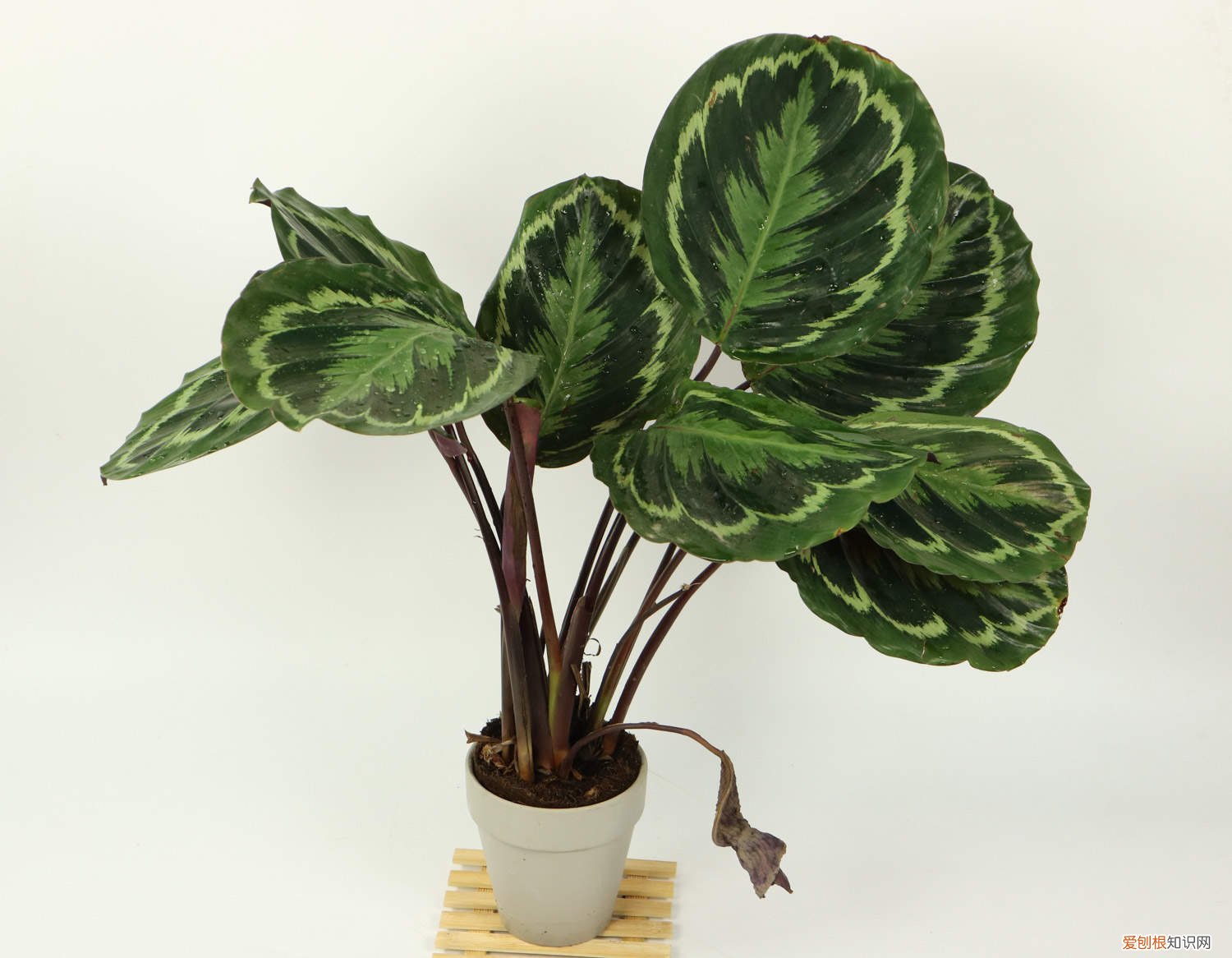 叶婵竹芋的养殖方法和注意事项 叶蝉竹芋怎么养