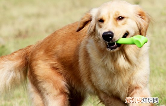 金毛皮肤病怎么治 这些皮肤病你知道吗？