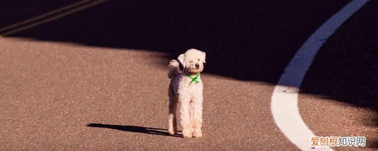 泰迪狗尾巴什么时候剪 注意避免感染!