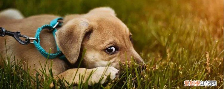 狗狗蠕形螨怎么治疗 需要剃毛吗?