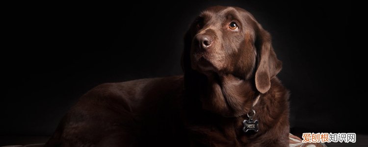 狗狗吃了袜子会阻塞吗 要不要禁食？