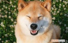 秋田犬呕吐黄粘稠液体 这两种情况你要注意