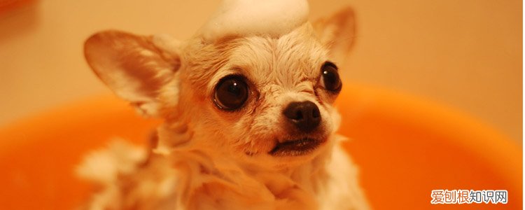 狗狗身上有皮屑怎么回事 不要再过度清洁啦！