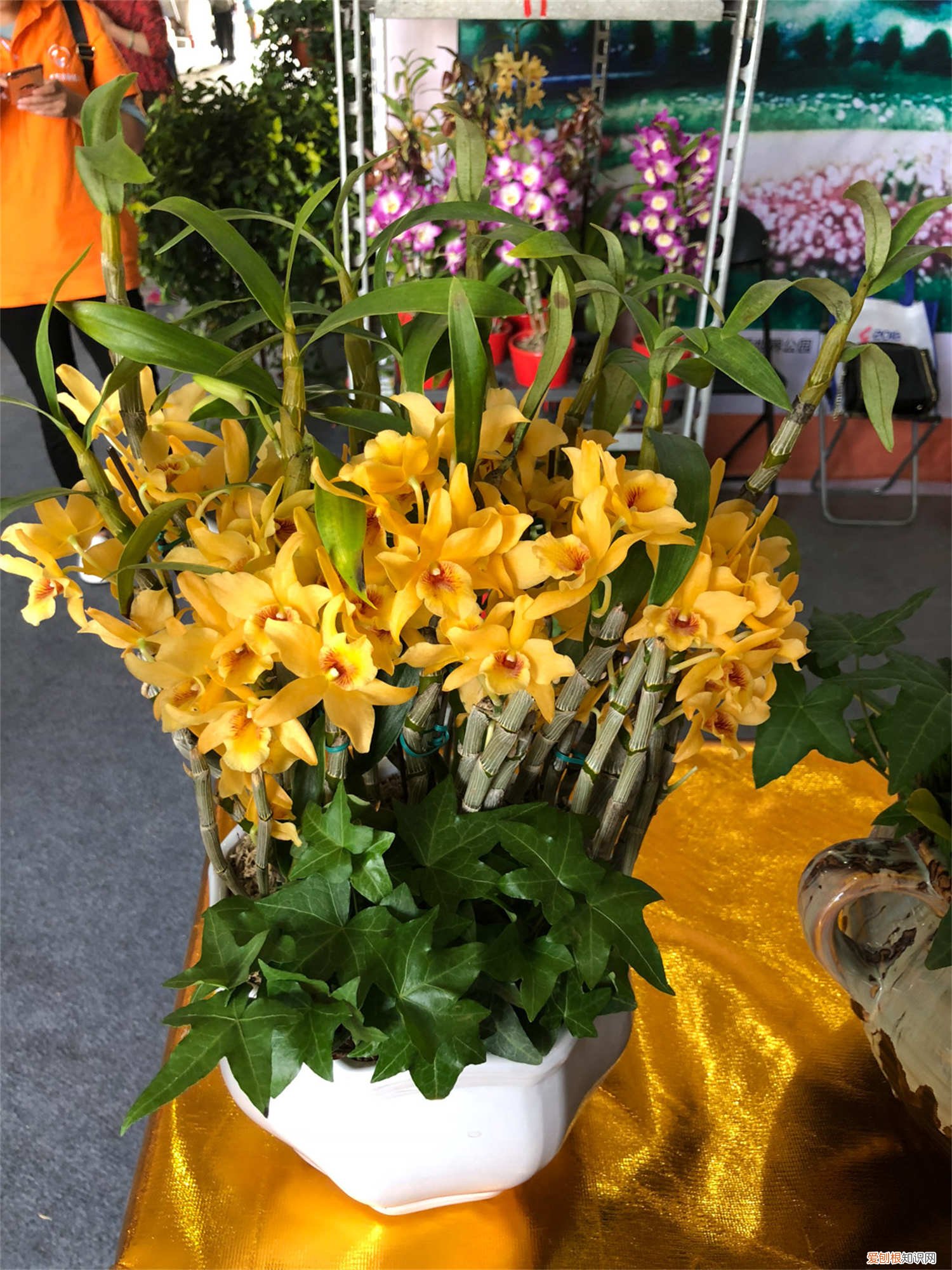 家种石斛能吃吗 怎么家种石斛