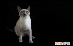 暹罗猫需要怎么养 暹罗猫怎么才养得好，暹罗猫怎么养好,泰国暹罗猫怎么养
