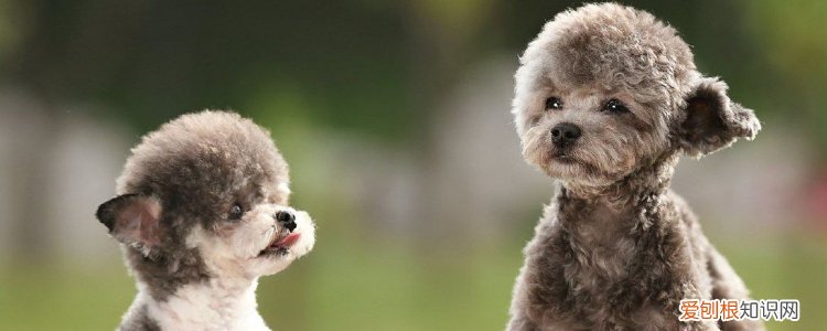 泰迪骨折后能自愈吗 别学电视里的瞎包扎！