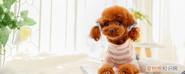 灰泰迪怎么养 灰色泰迪怎么养