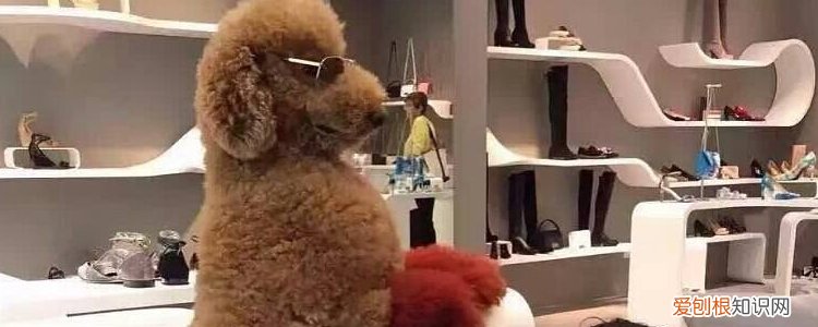 泰迪细小是怎么造成的 这些常见误区就是病因！