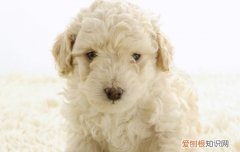 金毛拉稀怎么办 这些方法你要试试