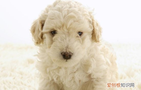 金毛拉稀怎么办 这些方法你要试试