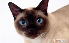 暹罗猫能不能剃毛 暹罗猫为什么不能剃毛