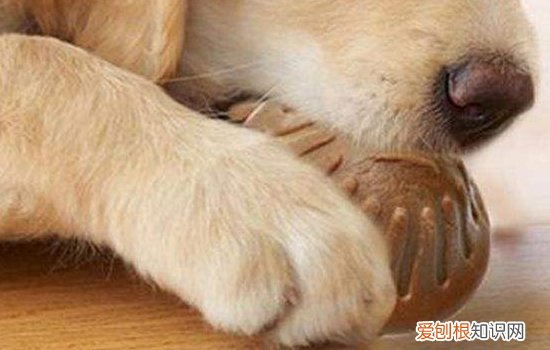 金毛呕吐不吃东西没精神怎么回事儿 金毛呕吐不吃东西没精神怎么回事