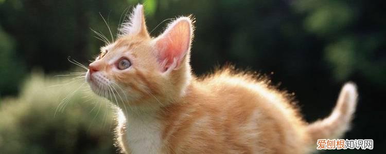 猫冬天在外面住会冻死吗,冬天猫放在外面会不会冻死,猫放在外面冬天会不会冻死