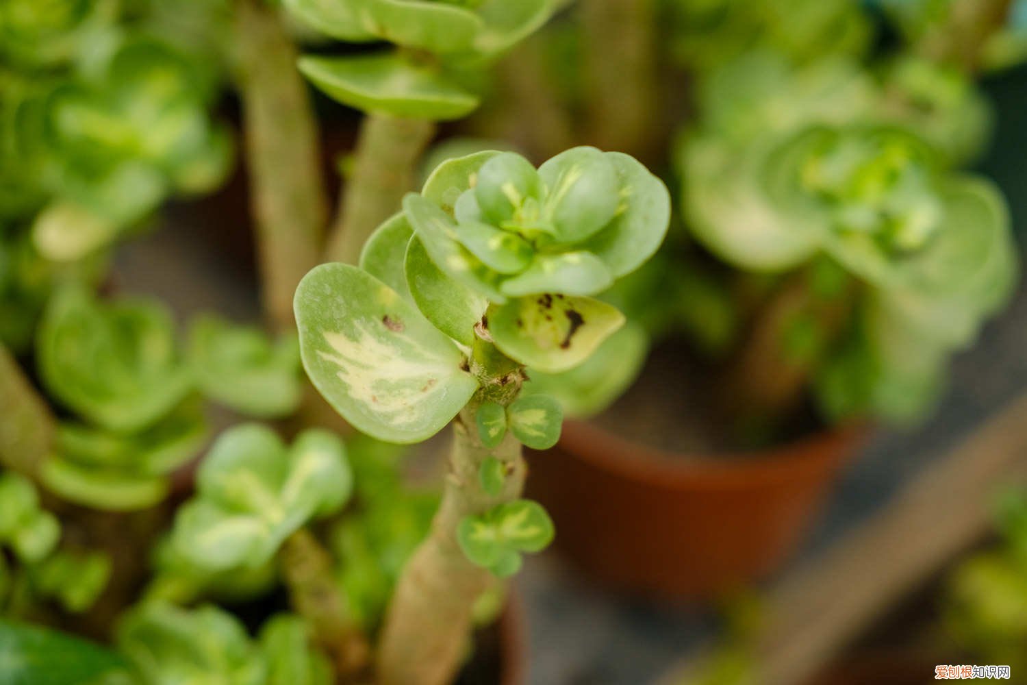 多肉金钱木好养活吗 多肉老桩金钱木怎么养