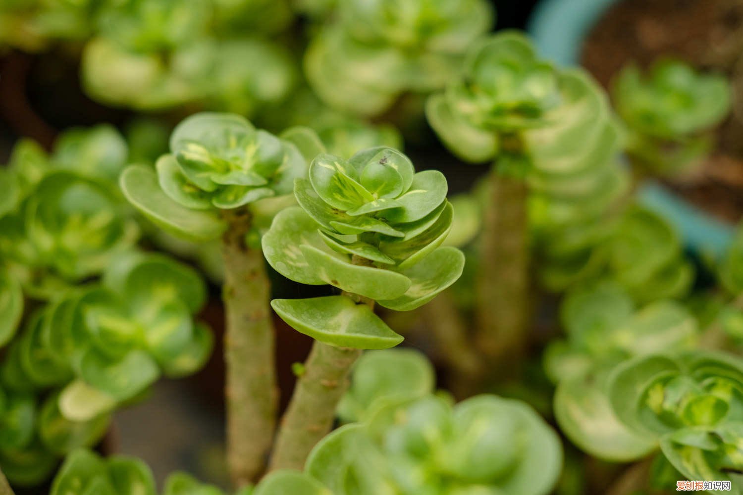 多肉金钱木好养活吗 多肉老桩金钱木怎么养