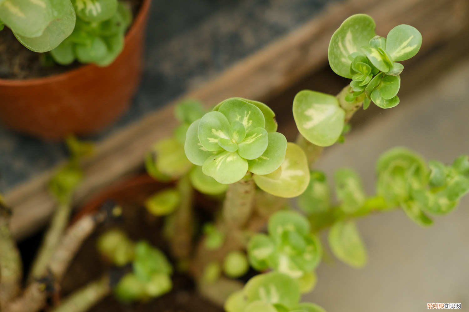 多肉金钱木好养活吗 多肉老桩金钱木怎么养
