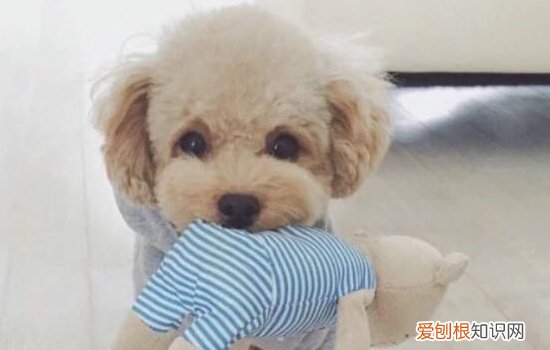 金毛腿突然瘸了怎么治疗 这几个原因你要知晓