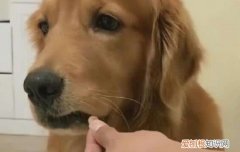 金毛腿突然瘸了怎么治疗 这几个原因你要知晓