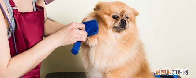 两个月的阿拉斯加怎么养 2个月阿拉斯加喂养方法