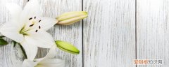 百合怎么养殖 百合花的养殖方法